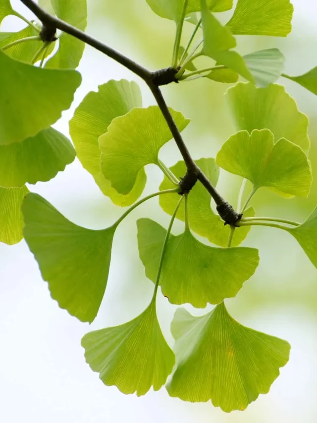 PLANT KINGDOM FOR NEET BOTANY